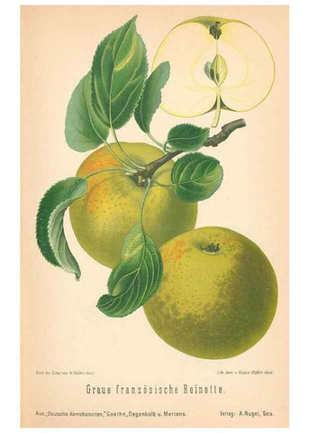 Reproducción/Reproduction 42216548512: Aepfel und Birnen,. Berlin,Paul Parey,1894.. 