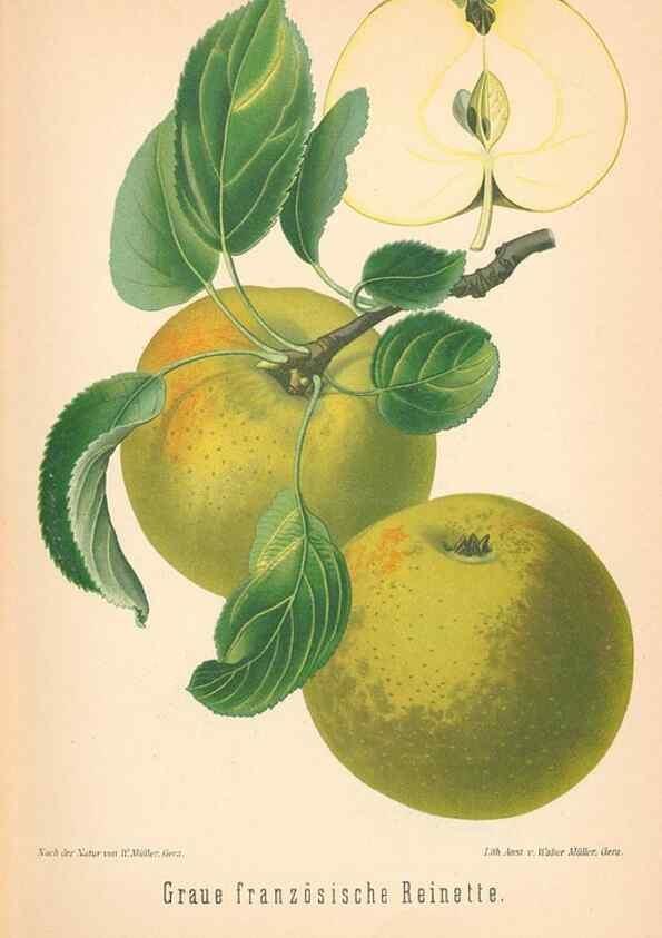 Reproducción/Reproduction 42216548512: Aepfel und Birnen,. Berlin,Paul Parey,1894.. 