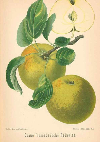 Reproducción/Reproduction 42216548512: Aepfel und Birnen,. Berlin,Paul Parey,1894.. 
