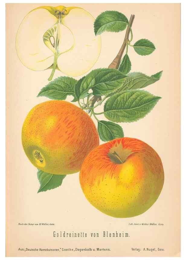 Reproducción/Reproduction 41361390555: Aepfel und Birnen,. Berlin,Paul Parey,1894.. 