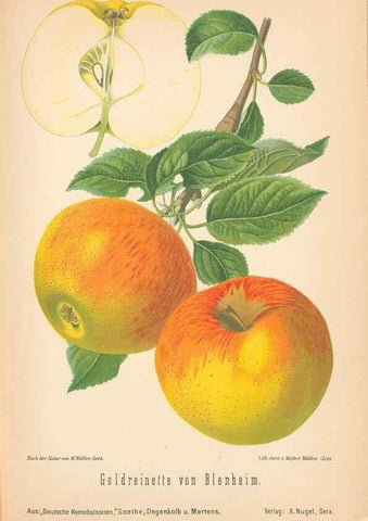 Reproducción/Reproduction 41361390555: Aepfel und Birnen,. Berlin,Paul Parey,1894.. 
