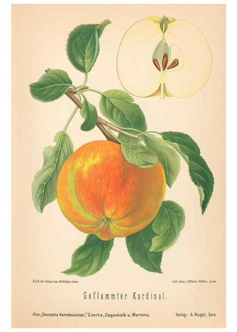 Reproducción/Reproduction 27392456867: Aepfel und Birnen,. Berlin,Paul Parey,1894.. 