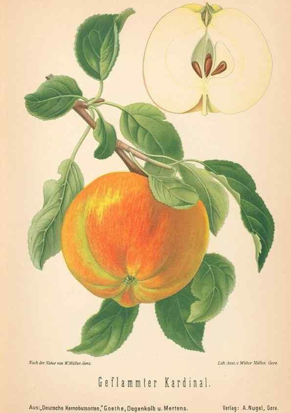 Reproducción/Reproduction 27392456867: Aepfel und Birnen,. Berlin,Paul Parey,1894.. 