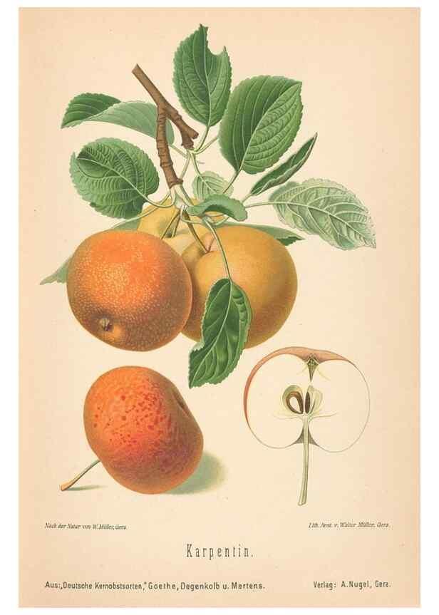 Reproducción/Reproduction 28389481088: Aepfel und Birnen,. Berlin,Paul Parey,1894.. 
