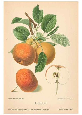 Reproducción/Reproduction 28389481088: Aepfel und Birnen,. Berlin,Paul Parey,1894.. 