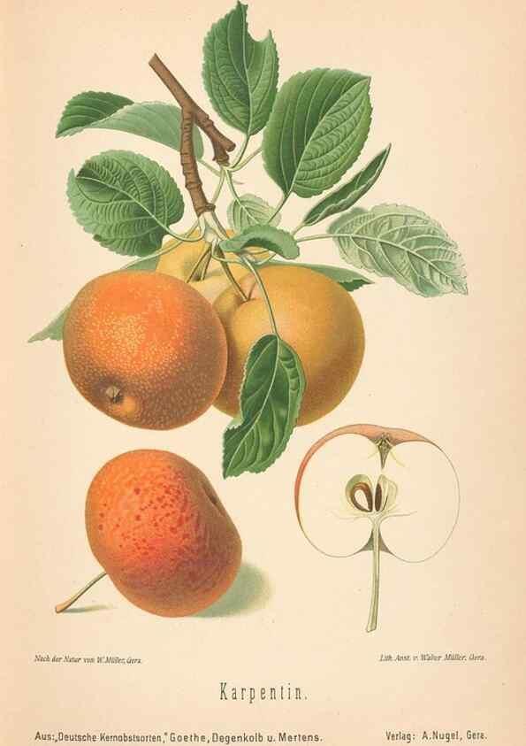 Reproducción/Reproduction 28389481088: Aepfel und Birnen,. Berlin,Paul Parey,1894.. 