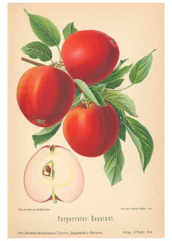 Reproducción/Reproduction 41541448764: Aepfel und Birnen,. Berlin,Paul Parey,1894.. 