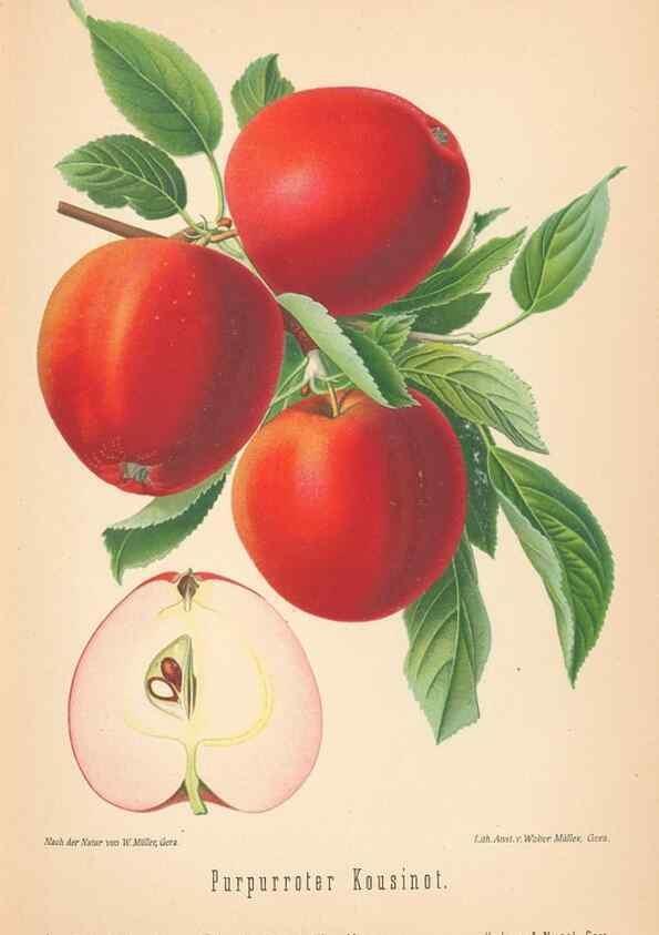 Reproducción/Reproduction 41541448764: Aepfel und Birnen,. Berlin,Paul Parey,1894.. 