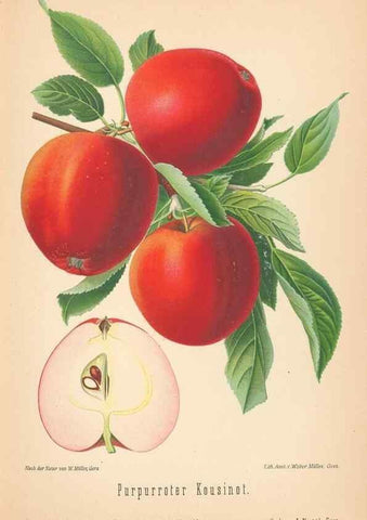 Reproducción/Reproduction 41541448764: Aepfel und Birnen,. Berlin,Paul Parey,1894.. 