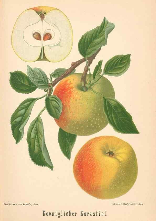 Reproducción/Reproduction 40456426750: Aepfel und Birnen,. Berlin,Paul Parey,1894.. 