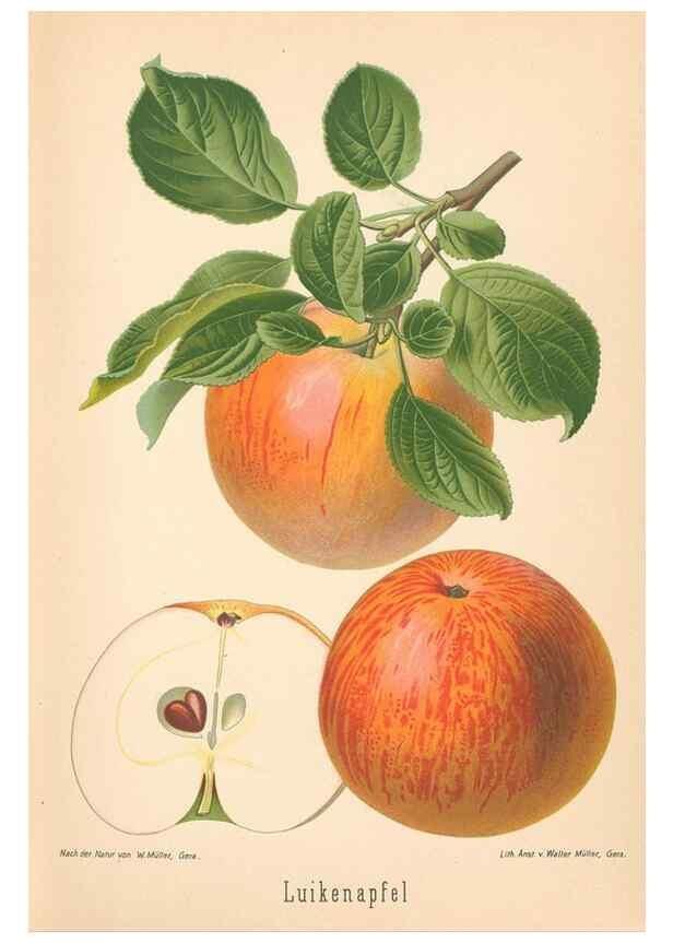 Reproducción/Reproduction 42263314841: Aepfel und Birnen,. Berlin,Paul Parey,1894.. 
