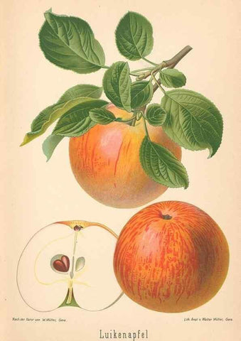 Reproducción/Reproduction 42263314841: Aepfel und Birnen,. Berlin,Paul Parey,1894.. 