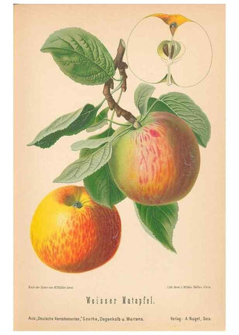 Reproducción/Reproduction 28389502038: Aepfel und Birnen,. Berlin,Paul Parey,1894.. 