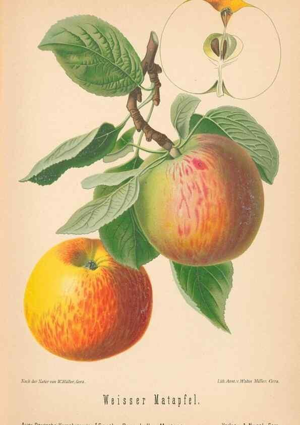 Reproducción/Reproduction 28389502038: Aepfel und Birnen,. Berlin,Paul Parey,1894.. 