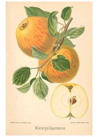 Reproducción/Reproduction 42216521452: Aepfel und Birnen,. Berlin,Paul Parey,1894.. 
