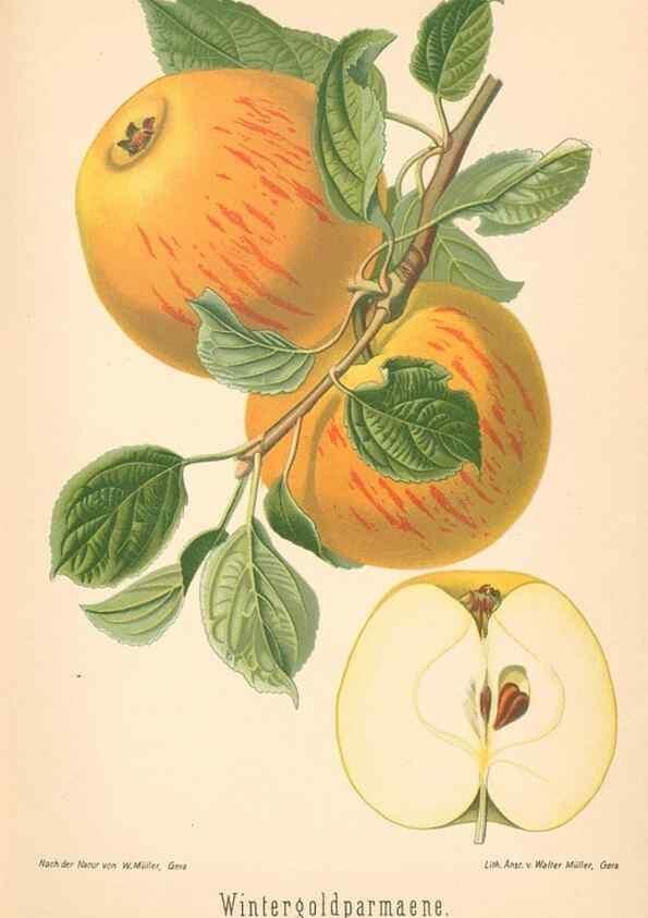 Reproducción/Reproduction 42216521452: Aepfel und Birnen,. Berlin,Paul Parey,1894.. 