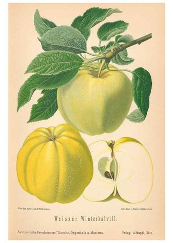 Reproducción/Reproduction 28389469808: Aepfel und Birnen,. Berlin,Paul Parey,1894.. 
