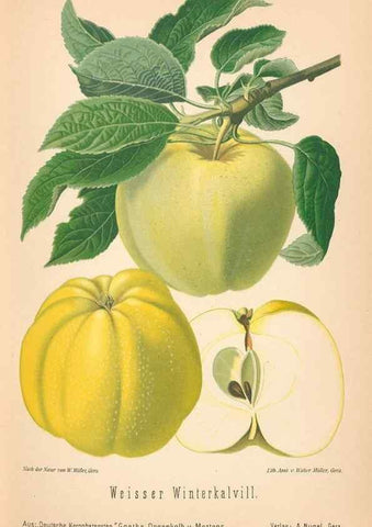 Reproducción/Reproduction 28389469808: Aepfel und Birnen,. Berlin,Paul Parey,1894.. 