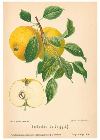 Reproducción/Reproduction 27392469337: Aepfel und Birnen,. Berlin,Paul Parey,1894.. 