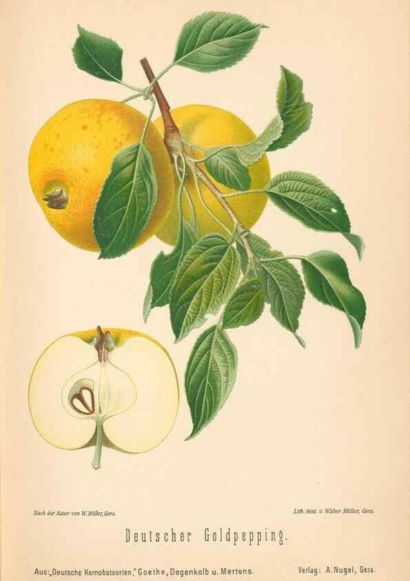 Reproducción/Reproduction 27392469337: Aepfel und Birnen,. Berlin,Paul Parey,1894.. 