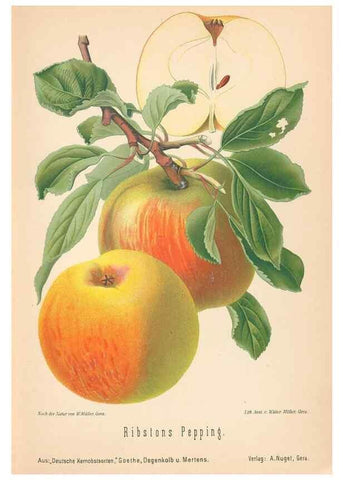 Reproducción/Reproduction 41361378555: Aepfel und Birnen,. Berlin,Paul Parey,1894.. 