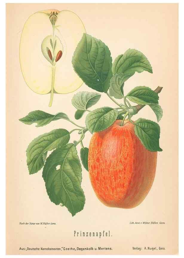 Reproducción/Reproduction 28389521728: Aepfel und Birnen,. Berlin,Paul Parey,1894.. 