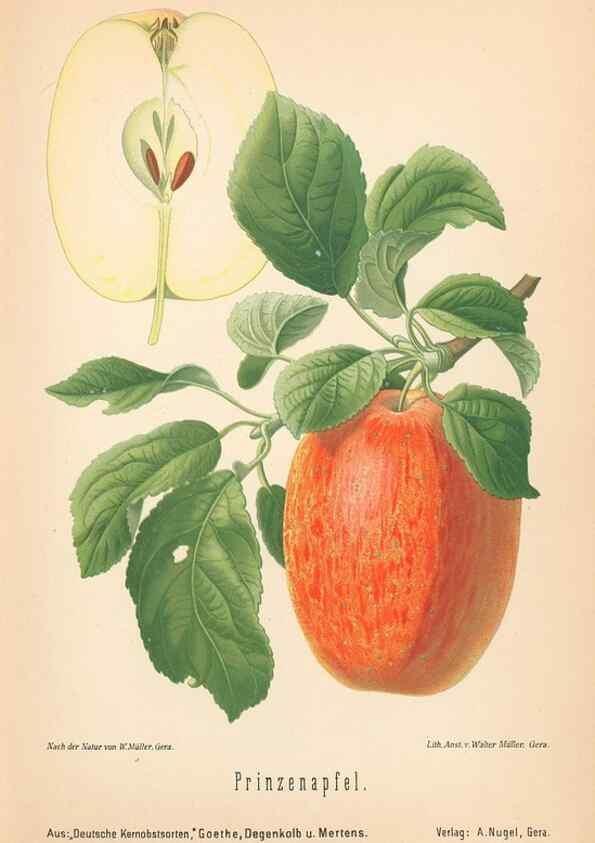 Reproducción/Reproduction 28389521728: Aepfel und Birnen,. Berlin,Paul Parey,1894.. 