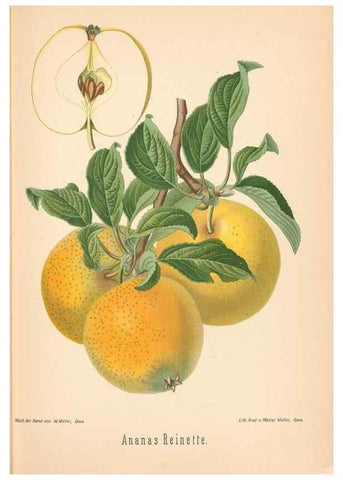 Reproducción/Reproduction 42216533642: Aepfel und Birnen,. Berlin,Paul Parey,1894.. 