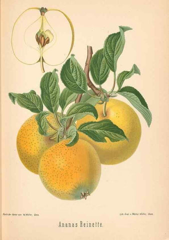 Reproducción/Reproduction 42216533642: Aepfel und Birnen,. Berlin,Paul Parey,1894.. 
