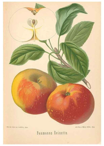 Reproducción/Reproduction 28389526568: Aepfel und Birnen,. Berlin,Paul Parey,1894.. 