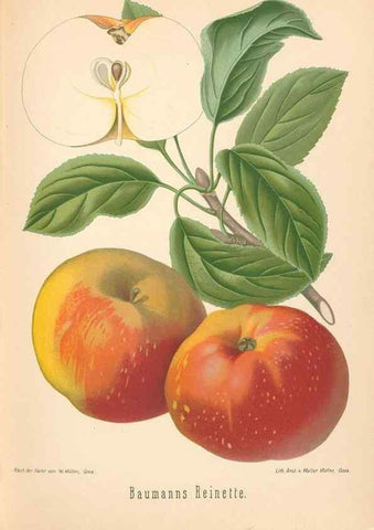 Reproducción/Reproduction 28389526568: Aepfel und Birnen,. Berlin,Paul Parey,1894.. 