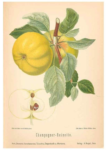 Reproducción/Reproduction 42263338941: Aepfel und Birnen,. Berlin,Paul Parey,1894.. 