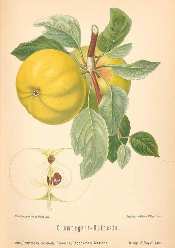 Reproducción/Reproduction 42263338941: Aepfel und Birnen,. Berlin,Paul Parey,1894.. 