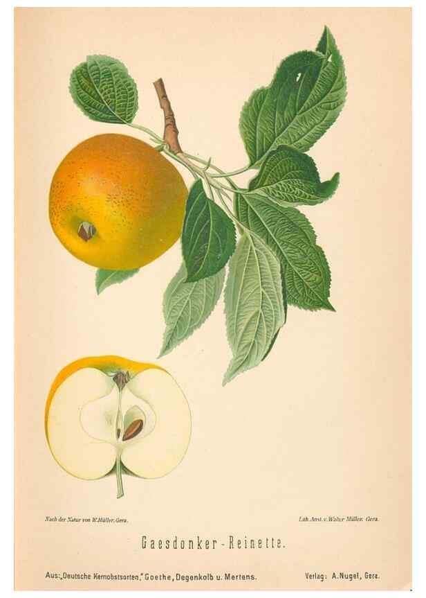 Reproducción/Reproduction 40456453900: Aepfel und Birnen,. Berlin,Paul Parey,1894.. 