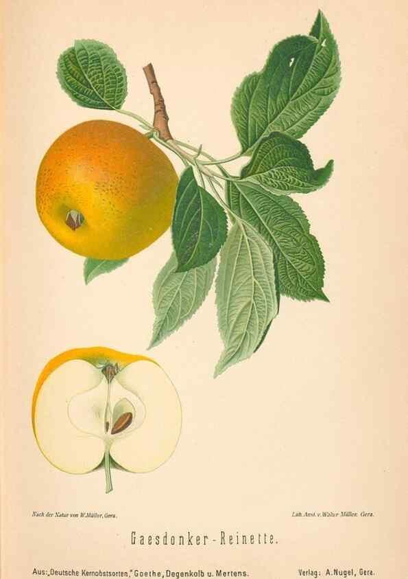 Reproducción/Reproduction 40456453900: Aepfel und Birnen,. Berlin,Paul Parey,1894.. 