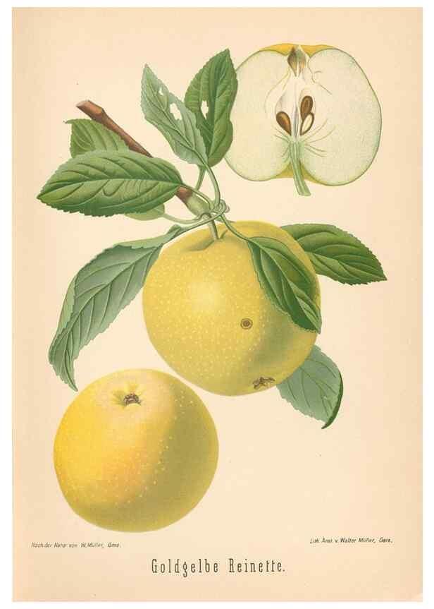 Reproducción/Reproduction 27392482087: Aepfel und Birnen,. Berlin,Paul Parey,1894.. 