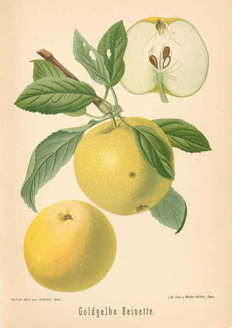 Reproducción/Reproduction 27392482087: Aepfel und Birnen,. Berlin,Paul Parey,1894.. 