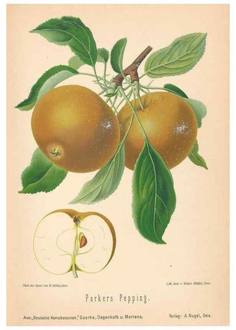 Reproducción/Reproduction 40456434910: Aepfel und Birnen,. Berlin,Paul Parey,1894.. 