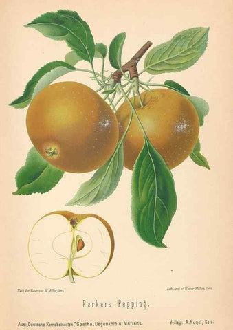 Reproducción/Reproduction 40456434910: Aepfel und Birnen,. Berlin,Paul Parey,1894.. 