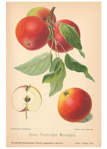Reproducción/Reproduction 42263395051: Aepfel und Birnen,. Berlin,Paul Parey,1894.. 
