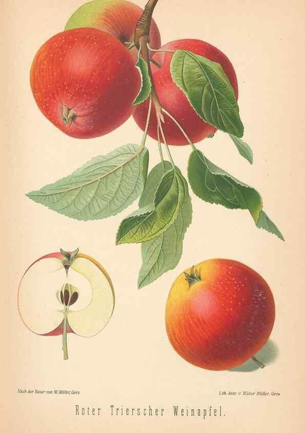 Reproducción/Reproduction 42263395051: Aepfel und Birnen,. Berlin,Paul Parey,1894.. 