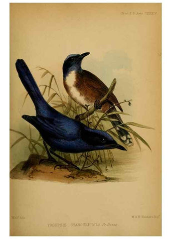 Reproducción/Reproduction 27160096927: Proceedings of the Zoological Society of London.. London :Academic Press, [etc.],1833-1965.. 