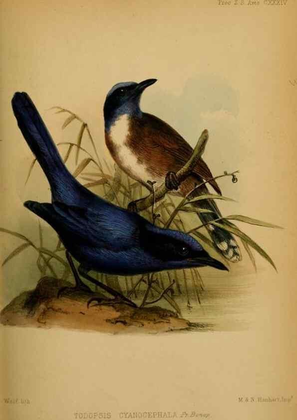 Reproducción/Reproduction 27160096927: Proceedings of the Zoological Society of London.. London :Academic Press, [etc.],1833-1965.. 