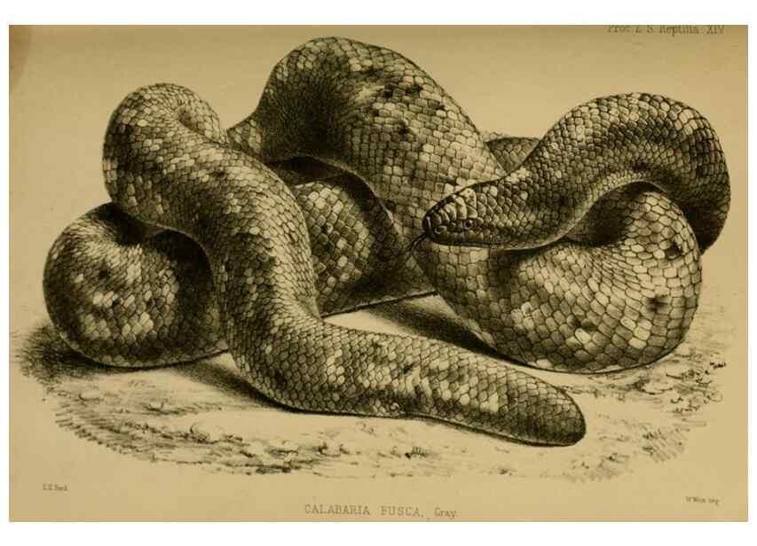 Reproducción/Reproduction 27160093837: Proceedings of the Zoological Society of London.. London :Academic Press, [etc.],1833-1965.. 