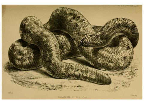 Reproducción/Reproduction 27160093837: Proceedings of the Zoological Society of London.. London :Academic Press, [etc.],1833-1965.. 