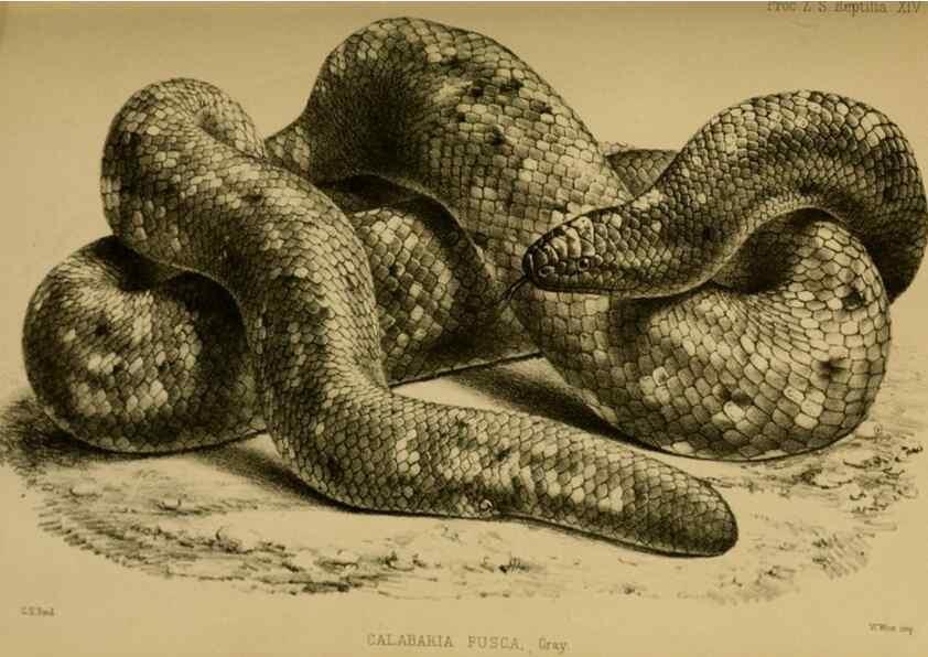 Reproducción/Reproduction 27160093837: Proceedings of the Zoological Society of London.. London :Academic Press, [etc.],1833-1965.. 