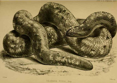 Reproducción/Reproduction 27160093837: Proceedings of the Zoological Society of London.. London :Academic Press, [etc.],1833-1965.. 