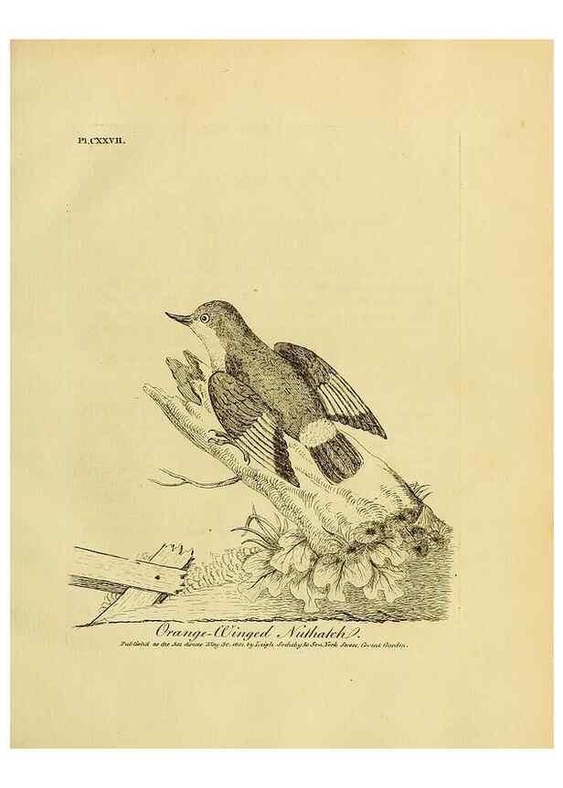Reproducción/Reproduction 27767179248: Supplement II to the General synopsis of birds.. London :Printed for Leigh, Sotheby, & Son, York Street, Covent Garden,[1801 or 1802]. 