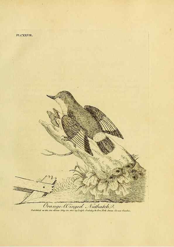 Reproducción/Reproduction 27767179248: Supplement II to the General synopsis of birds.. London :Printed for Leigh, Sotheby, & Son, York Street, Covent Garden,[1801 or 1802]. 