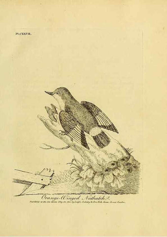 Reproducción/Reproduction 27767179248: Supplement II to the General synopsis of birds.. London :Printed for Leigh, Sotheby, & Son, York Street, Covent Garden,[1801 or 1802]. 